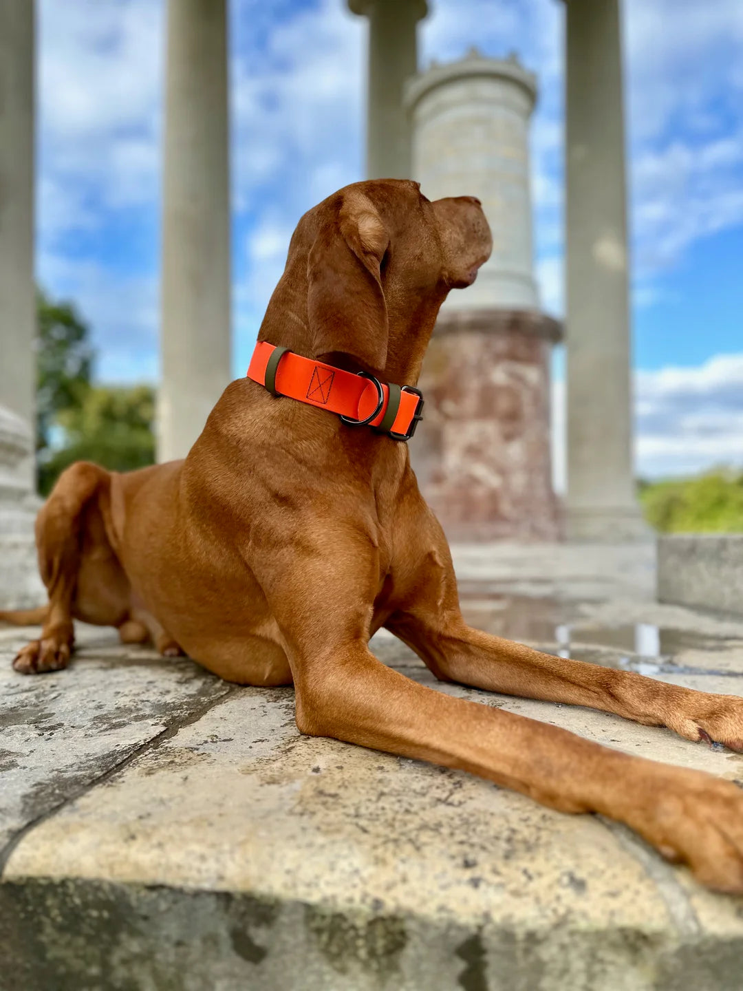 Halsband Charlie aus Biothane in neon orange mit olivfarbenen Akzenten